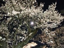 2009_0418桜＆溶接0024.JPG